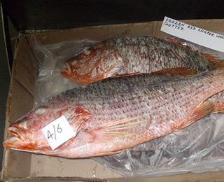 Red Snapper-packing