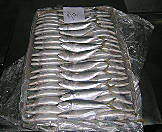 Indian Mackerel-packing