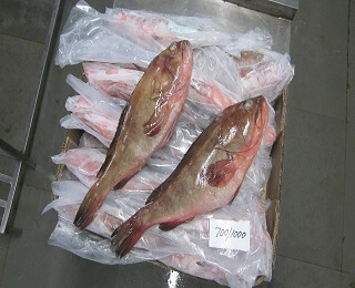 Whole Round / Headon Gutted Reef cod-packing