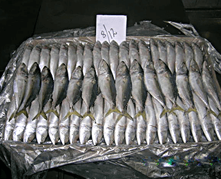Indian Mackerel-packing