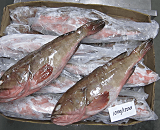 Whole Round / Headon Gutted Reef cod-packing