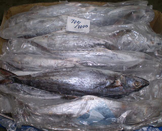 Seerfish Whole Round-packing