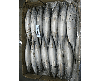 Bonito / Little Tunny Whole Round -packing
