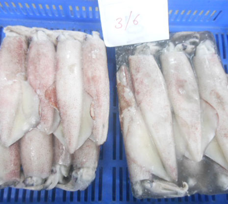 Whole Round Squid-packing