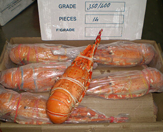 Whole Raw Rock Lobster-packing